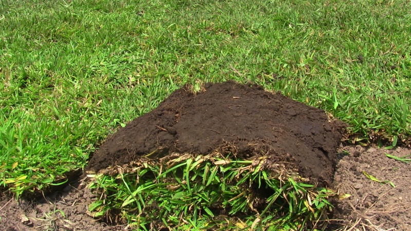 PASTO ALFOMBRA