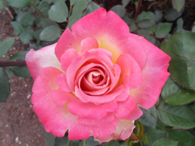 ROSA