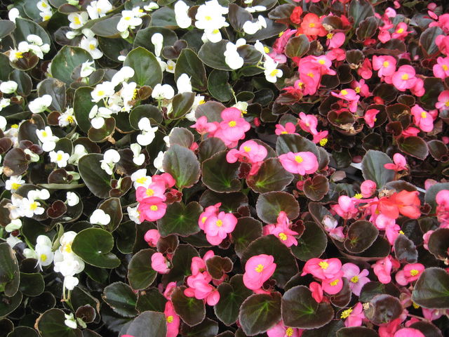 BEGONIAS.