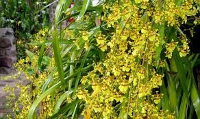 FLOR DE MAYO