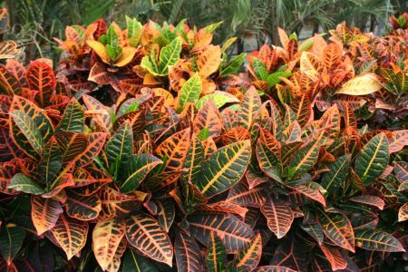 CROTON PETREA