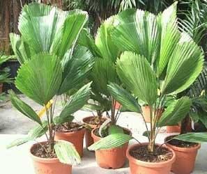 LICUOLA