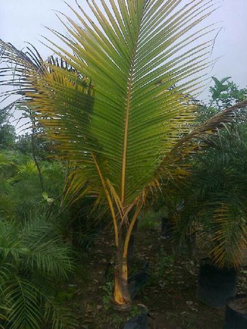 PALMA DE COCO ENANO