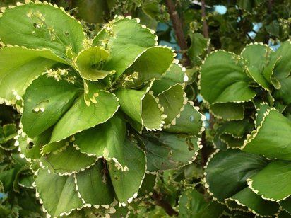 ACALIFA