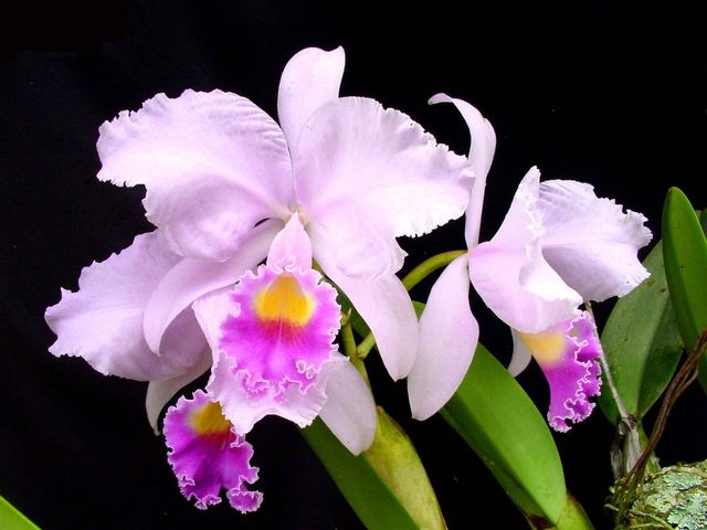 ORQUIDEA